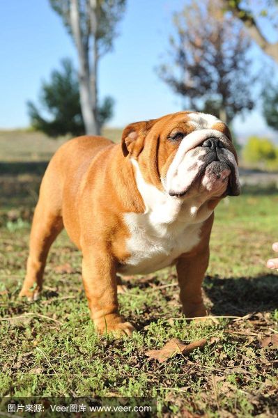 英国斗牛犬( 它到底有什么魅力)