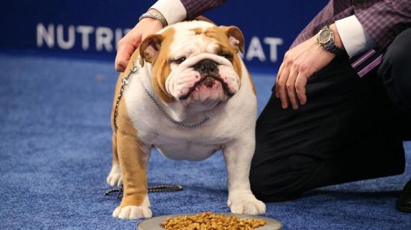 英国斗牛犬价格(宠物级和赛级价格差多少)