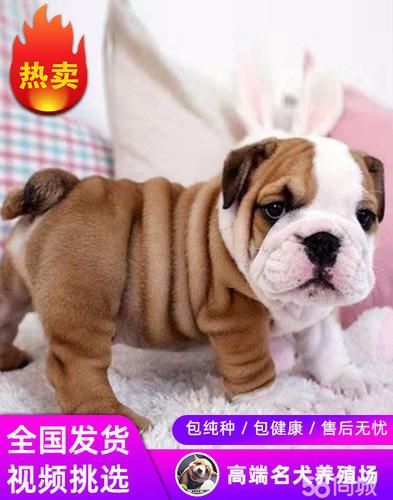 英国斗牛犬价格(宠物级和赛级价格差多少)