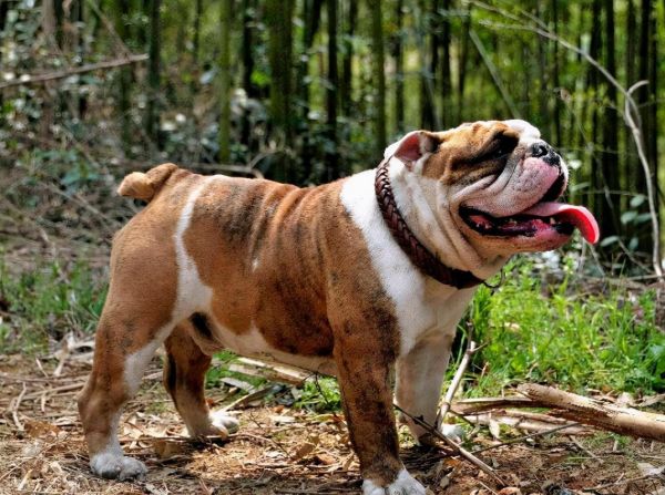 英国斗牛犬俱乐部(来俱乐部看看吧)