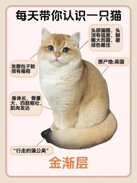 英国渐层短毛猫(它和普通英短有什么区别)