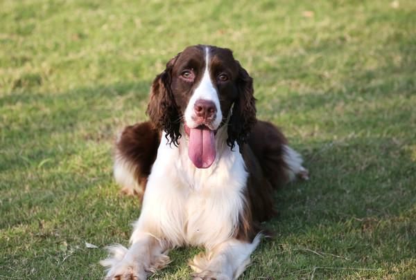 英国激飞猎犬(它真的像名字一样会激飞吗)