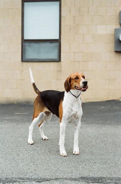 英国猎狐犬(养在城市里合适吗)