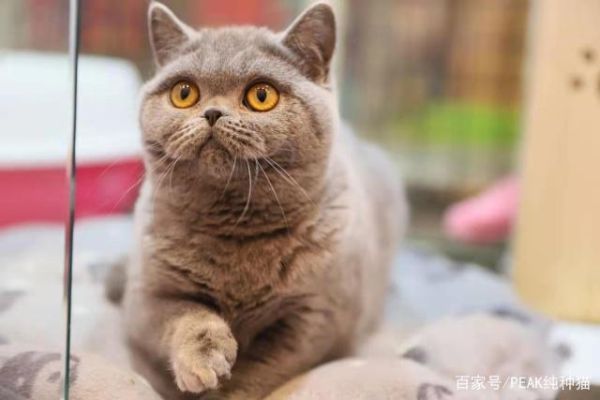 英国短毛猫(你准备好迎接一只高冷的喵星人了吗)