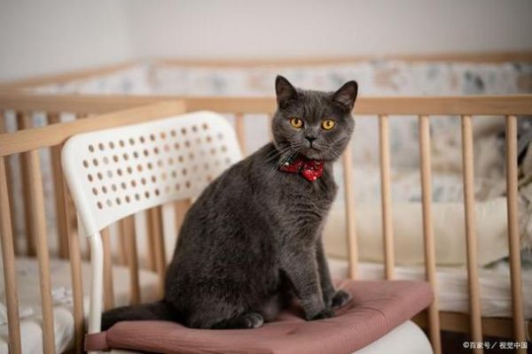 英国短毛猫(你准备好迎接一只高冷的喵星人了吗)
