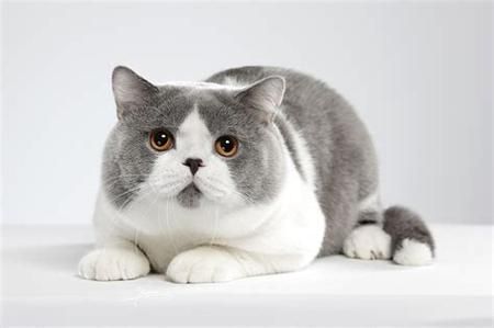 英国短毛猫价格(价格能便宜点吗)