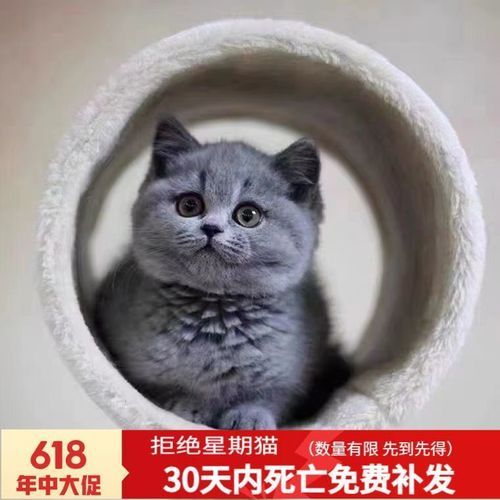 英国短毛猫价格(价格能便宜点吗)