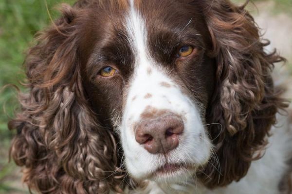 英国跳猎犬(它能成为你最忠诚的伙伴吗)