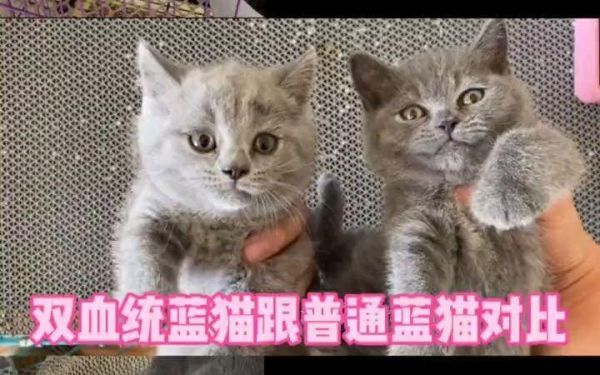 英短蓝猫( 它们之间有什么区别)