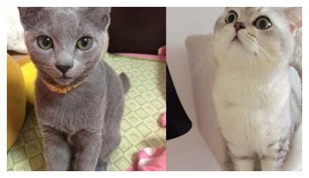 英短蓝猫( 它们之间有什么区别)