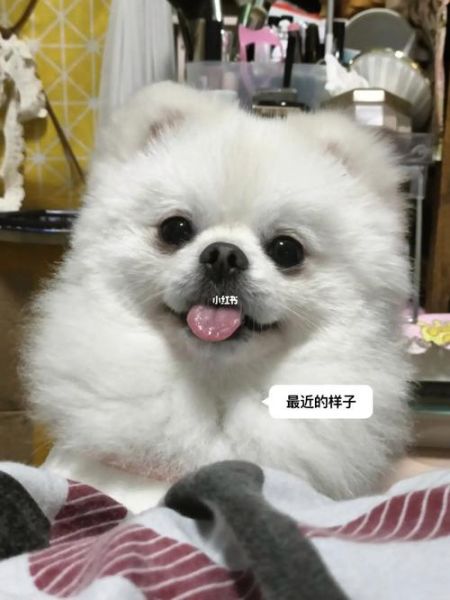英系博美多少钱(到底值不值得买)