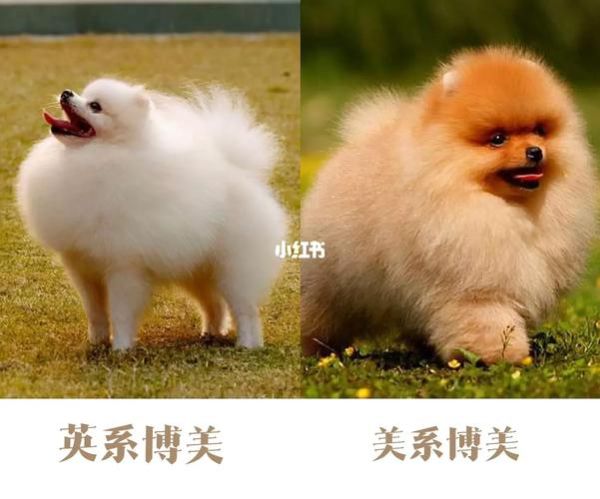 英系博美多少钱(到底值不值得买)