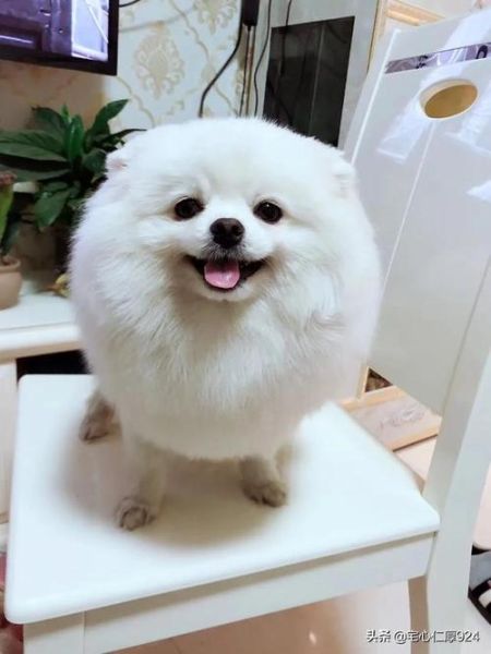 英系博美犬(它们真的像传说中那么活泼吗)