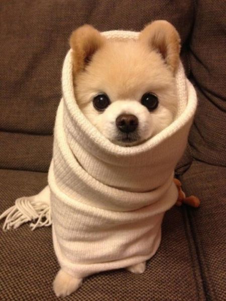 英系博美犬(它们真的像传说中那么活泼吗)