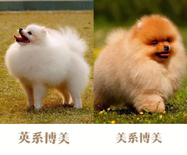 英系博美犬价格(多少钱才能买到一只)