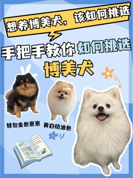 英系博美犬价格(多少钱才能买到一只)
