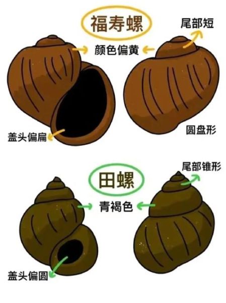 苹果螺(它跟福寿螺有什么区别)
