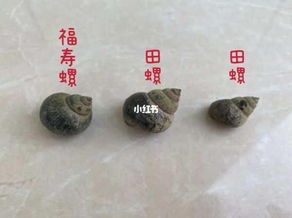 苹果螺(它跟福寿螺有什么区别)