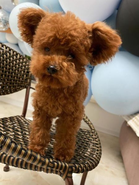 茶杯型泰迪犬(买茶杯泰迪需要注意什么)