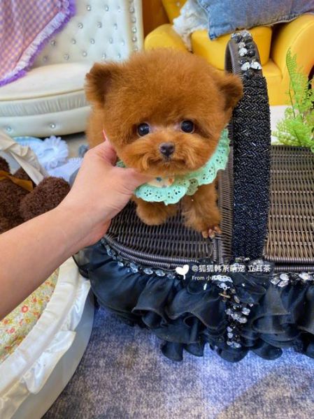 茶杯型泰迪犬(买茶杯泰迪需要注意什么)