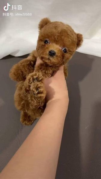茶杯泰迪(茶杯泰迪真的比普通泰迪更难养吗)