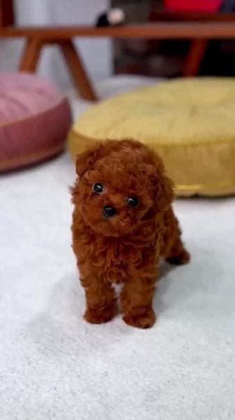 茶杯泰迪犬(为什么有人说养了一年才四斤)
