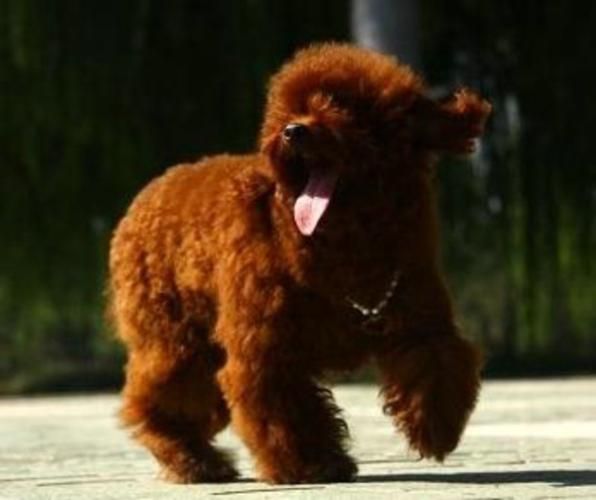 茶杯泰迪犬(为什么有人说养了一年才四斤)