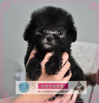 茶杯泰迪犬价格(纯种的有什么区别)
