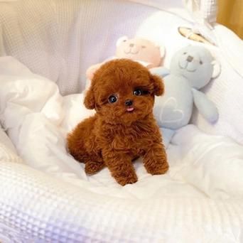 茶杯泰迪犬图片(茶杯泰迪犬需要怎么照顾)