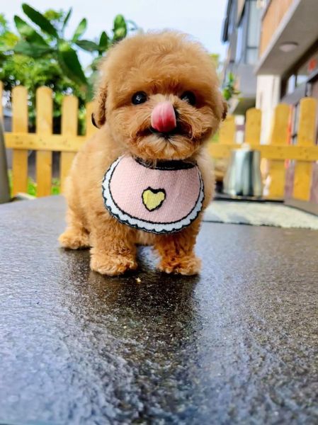 茶杯泰迪犬图片(茶杯泰迪犬需要怎么照顾)