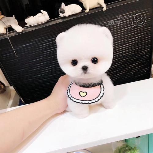 茶杯犬 价格(便宜的茶杯犬真的健康吗)