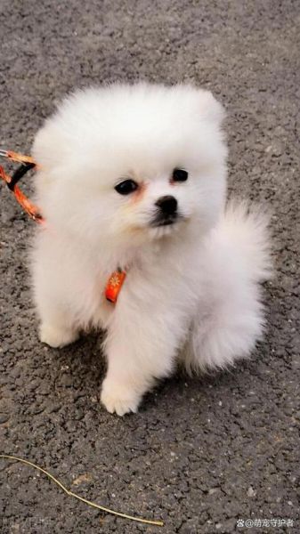 茶杯犬( 容易养吗)