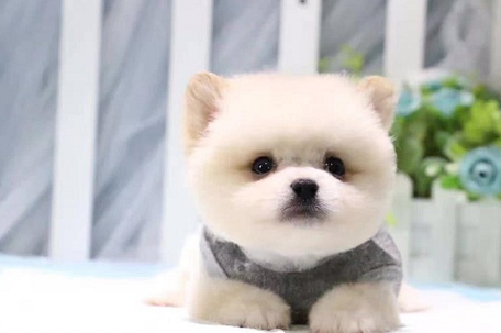 茶杯犬价格(什么品种最贵)