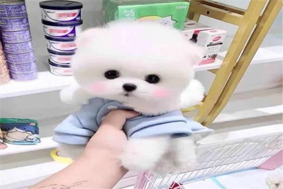 茶杯犬价格(什么品种最贵)