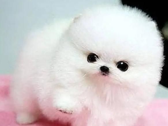 茶杯犬价钱( 它真的健康吗)
