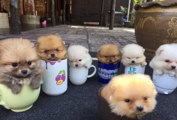 茶杯犬图片(能放进茶杯吗)