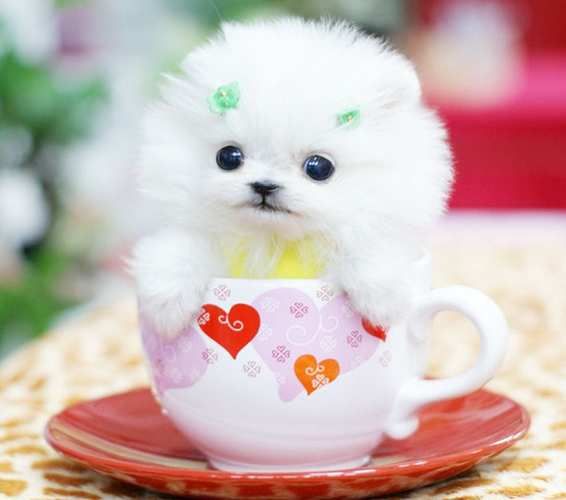 茶杯犬多少一只(到底要花多少钱)