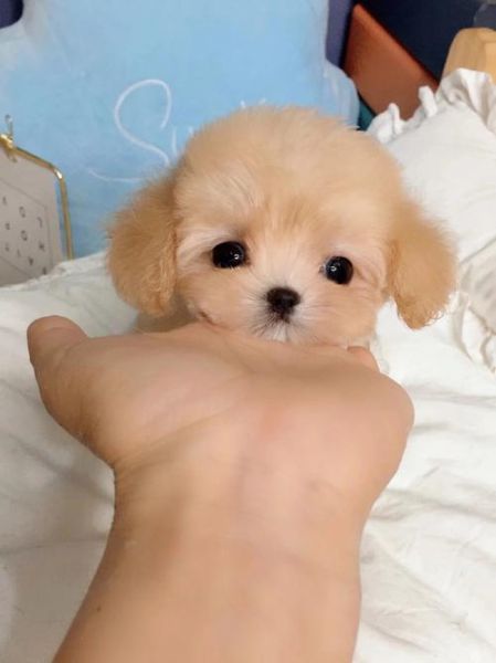 茶杯犬多少钱(到底该怎么选)