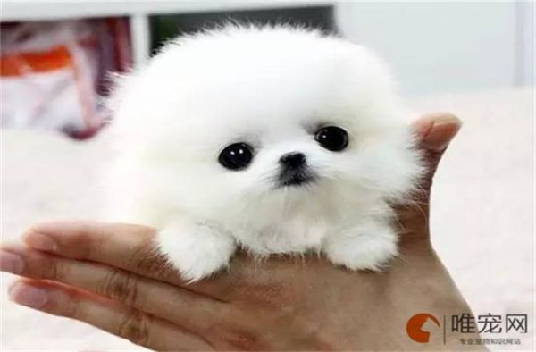 茶杯犬多少钱(到底该怎么选)