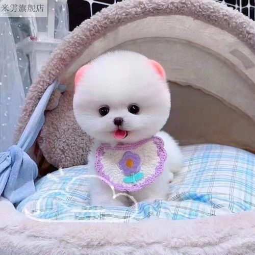 茶杯犬多少钱一只(价格真的和品相有关吗)