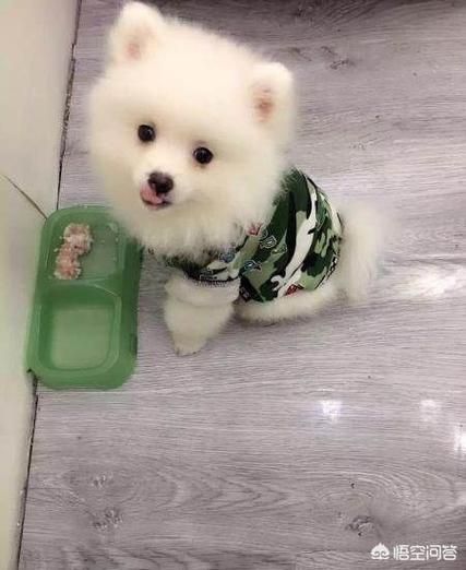 茶杯犬多少钱一只(价格真的和品相有关吗)