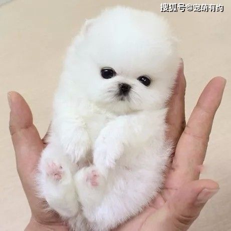 茶杯犬好养吗(养茶杯犬需要付出很多吗)
