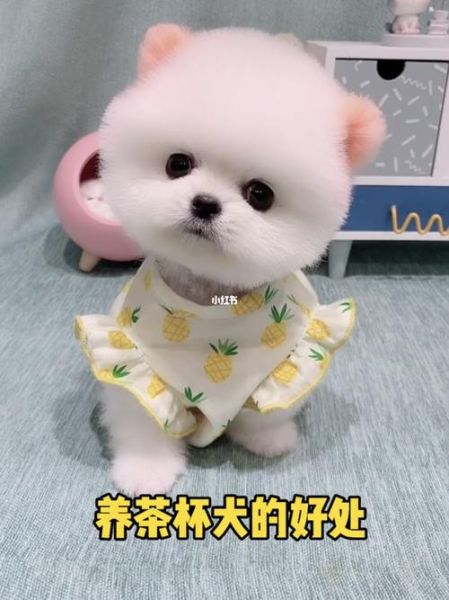 茶杯犬好养吗(养茶杯犬需要付出很多吗)