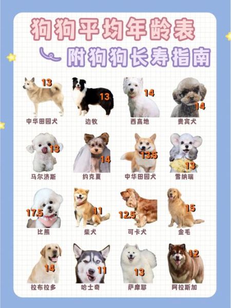茶杯犬是怎么做出来的(为什么那么贵)