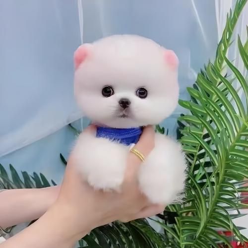 茶杯犬的价格(买的时候要注意什么)