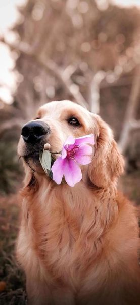 茶杯犬的图片(还是人为培育的结果)