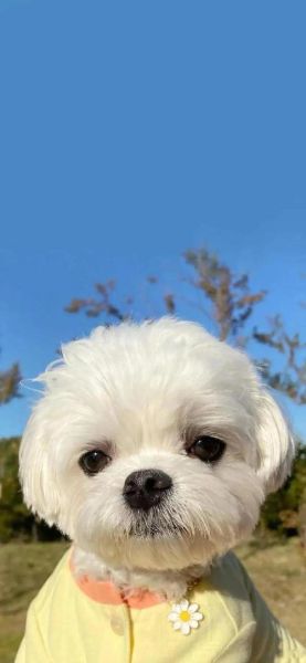 茶杯犬的图片(还是人为培育的结果)