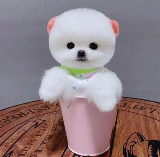 茶杯犬要多少钱(不同品种、不同地区的茶杯犬价格会差很多吗)