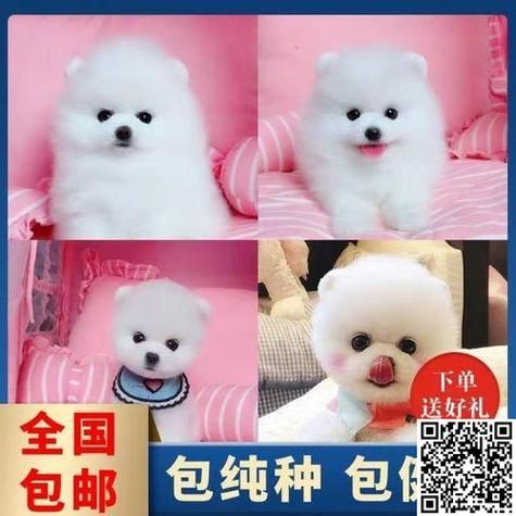 茶杯犬要多少钱(不同品种、不同地区的茶杯犬价格会差很多吗)
