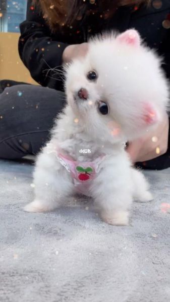 茶杯犬视频(快来评论区告诉我)